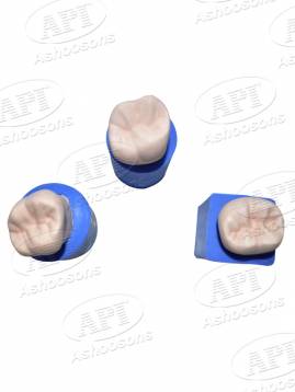 API TEETH ENLARGER (Tooth / Molars)