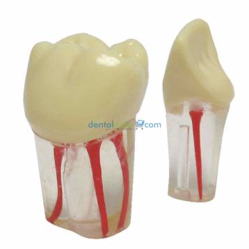 NAVADHA ENDODONTIC PRACTICE TEETH