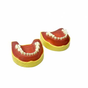 API TYPODONT TEETH WITH JAW