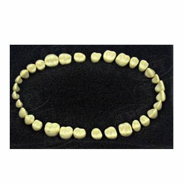 API TYPODONT TEETH SET OF 24 WITH SCREW-FZ(PEDO)